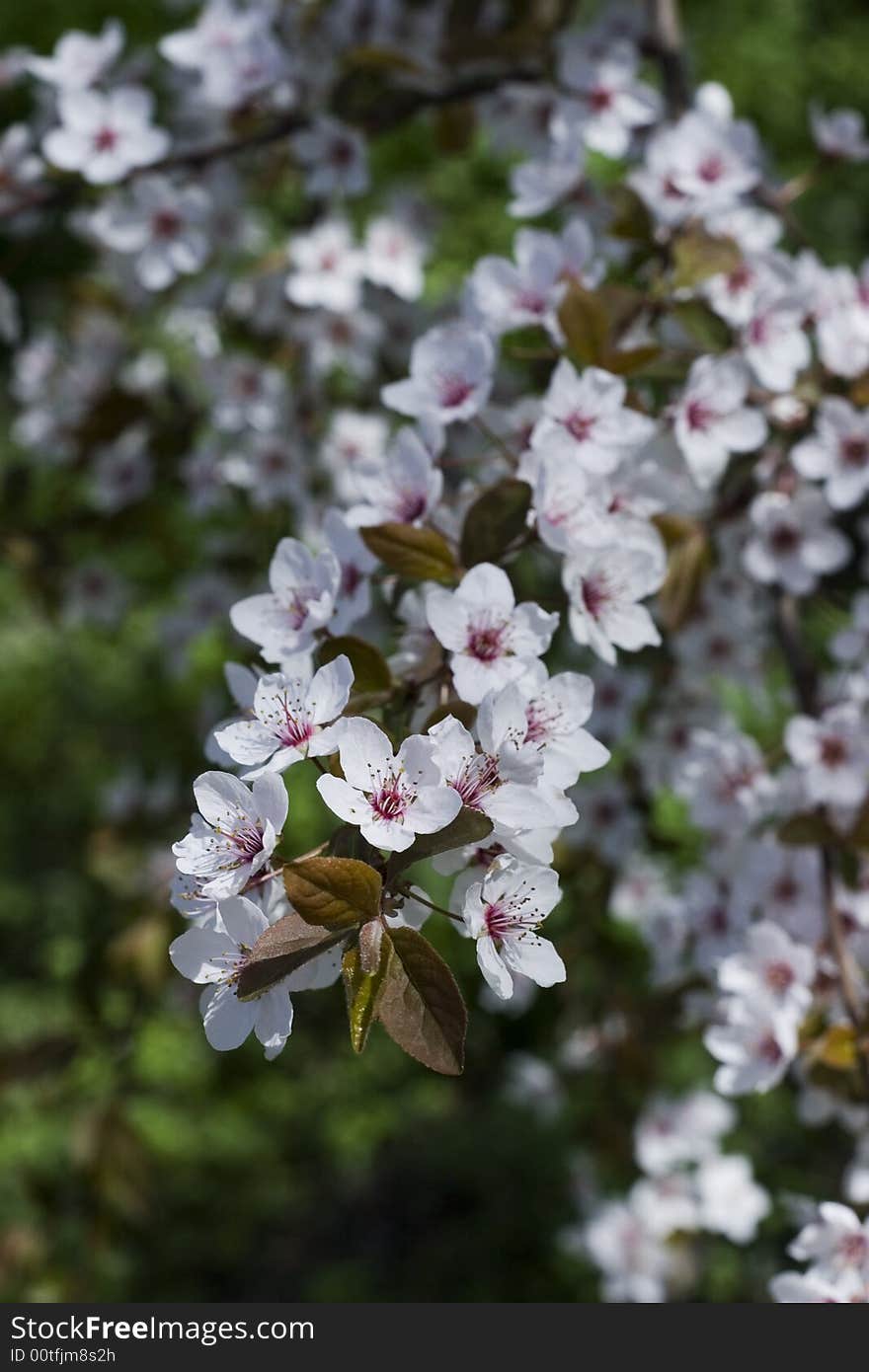 White flowers on tree