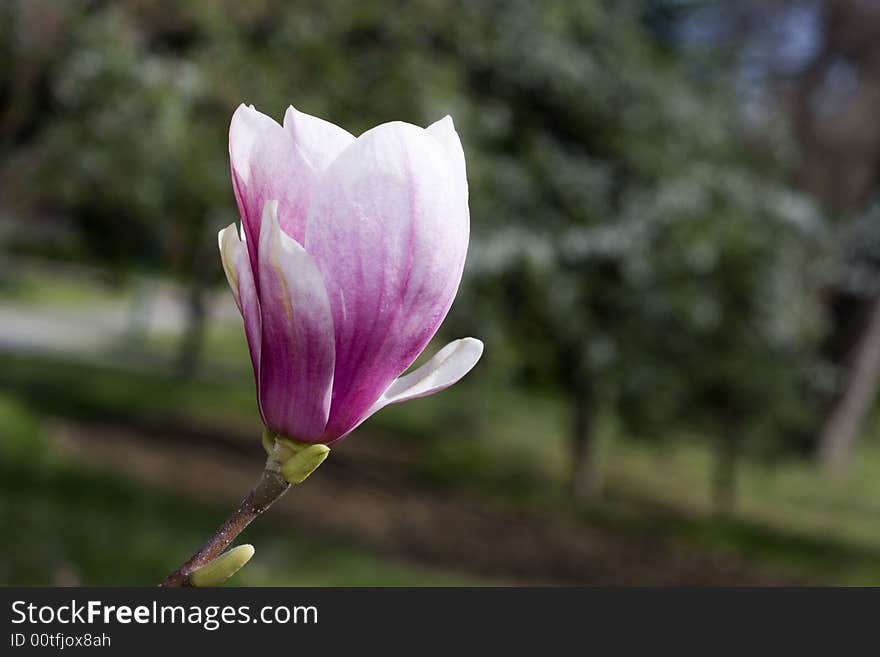 Pink natural flower on tree. Pink natural flower on tree