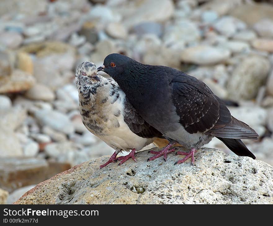 A Couple of the Pigeons on the Boulder Stone