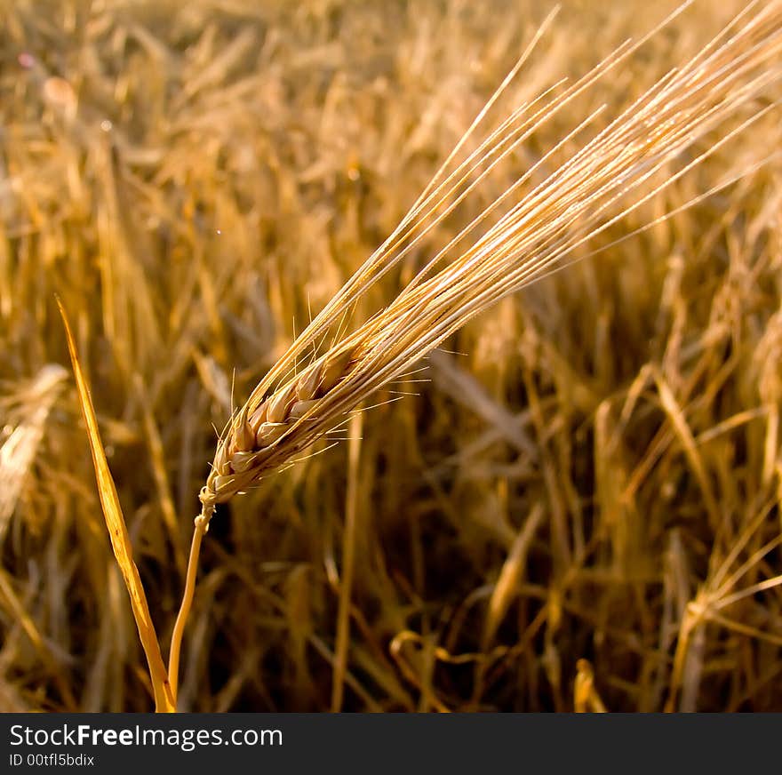 Wheat ear closeup over a wheat field background