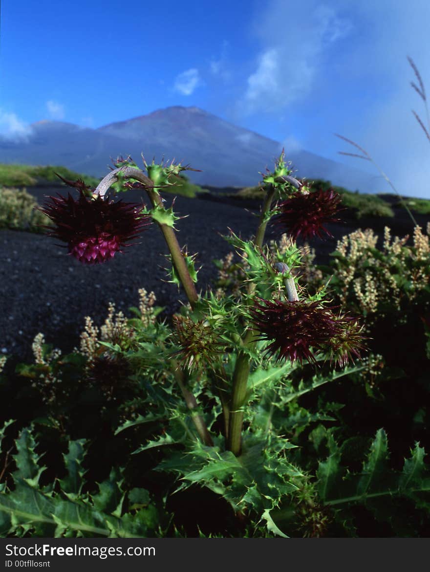 Mt fuji-470