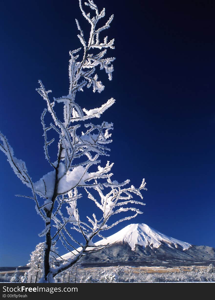 The ice coating on the trees with Mt,Fuji. The ice coating on the trees with Mt,Fuji