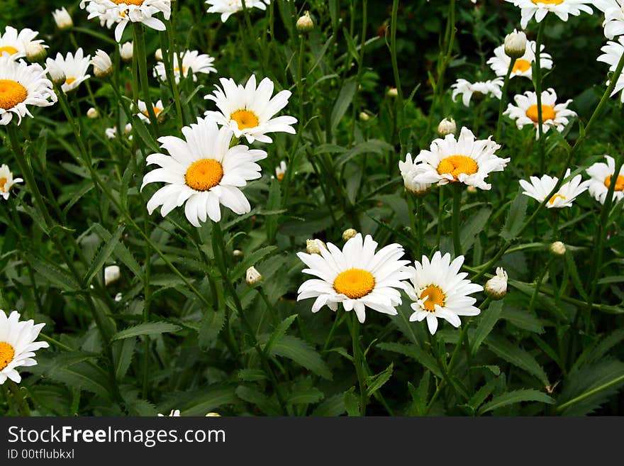 Field with blossoming camomiles