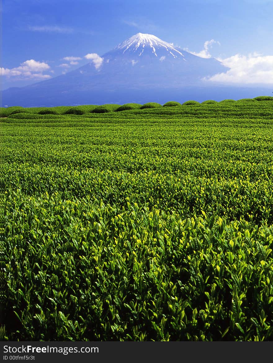 Green tea fields and Mount Fuji. Green tea fields and Mount Fuji