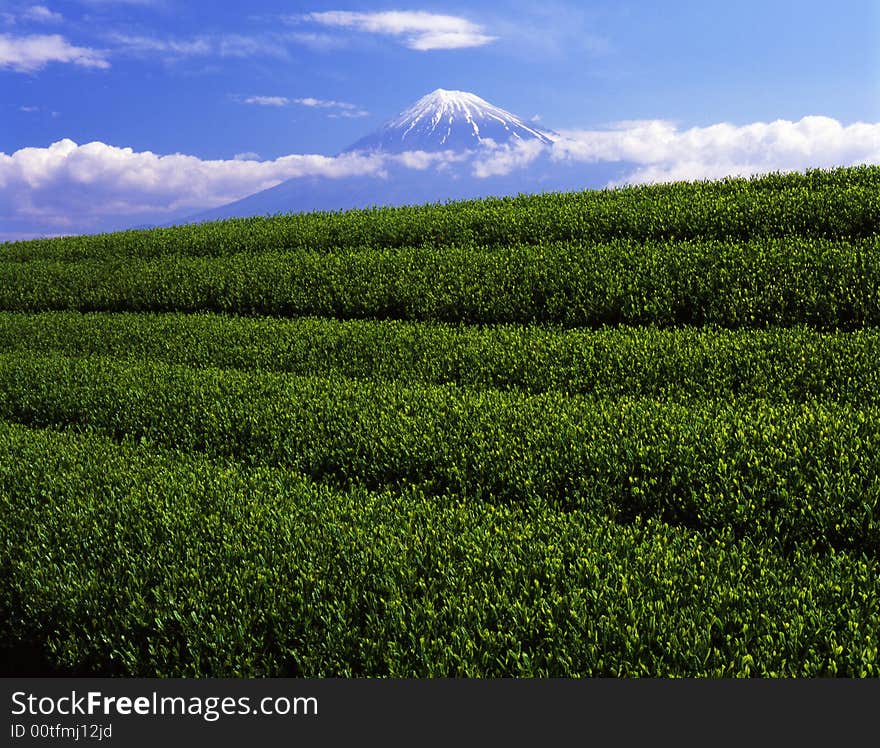 Luscious green tea fields at the foot of Mt. Fuji. Luscious green tea fields at the foot of Mt. Fuji