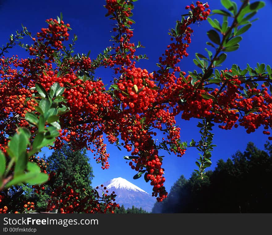 Mt, Fuji view over autumn red seed trees. Mt, Fuji view over autumn red seed trees