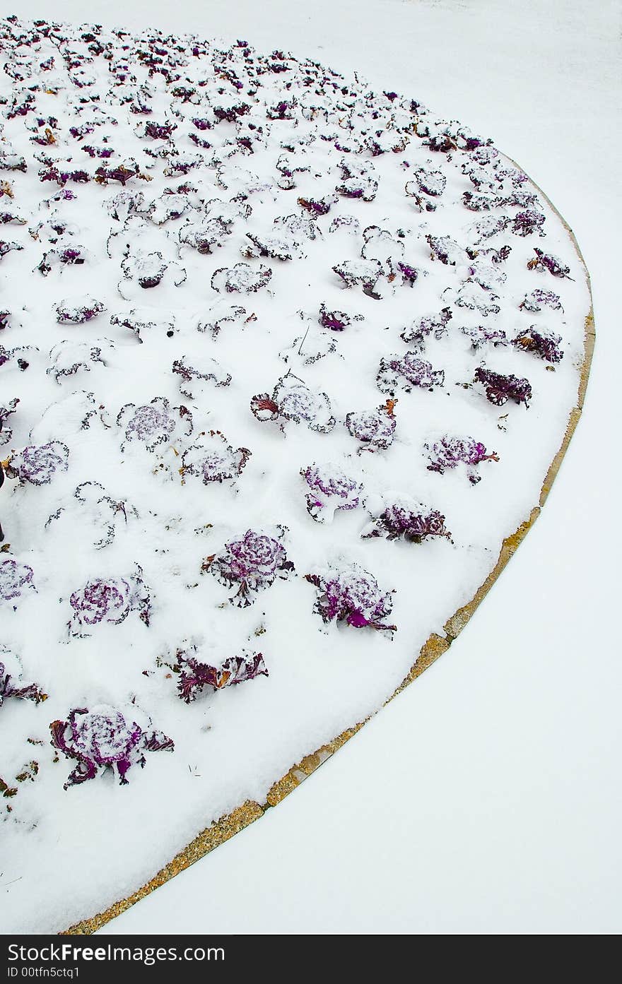 Vegetable garden in snow