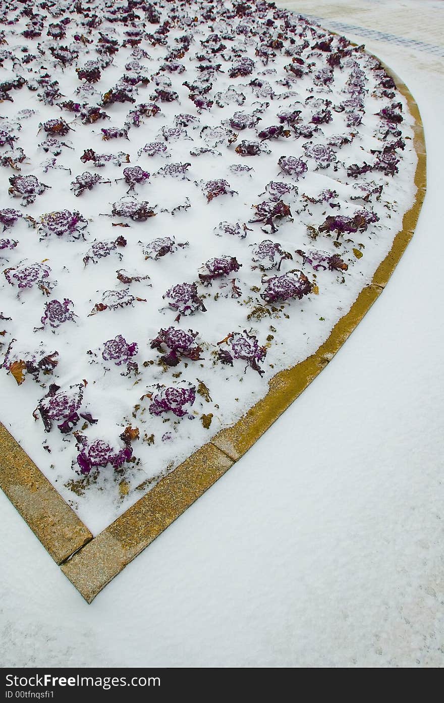 Vegetable garden in snow