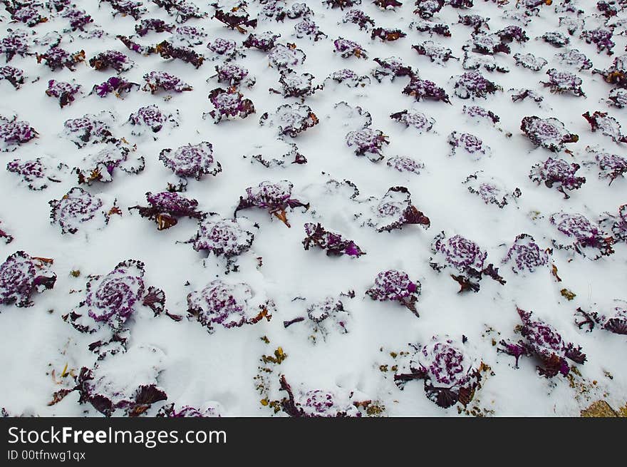 Vegetable garden in snow