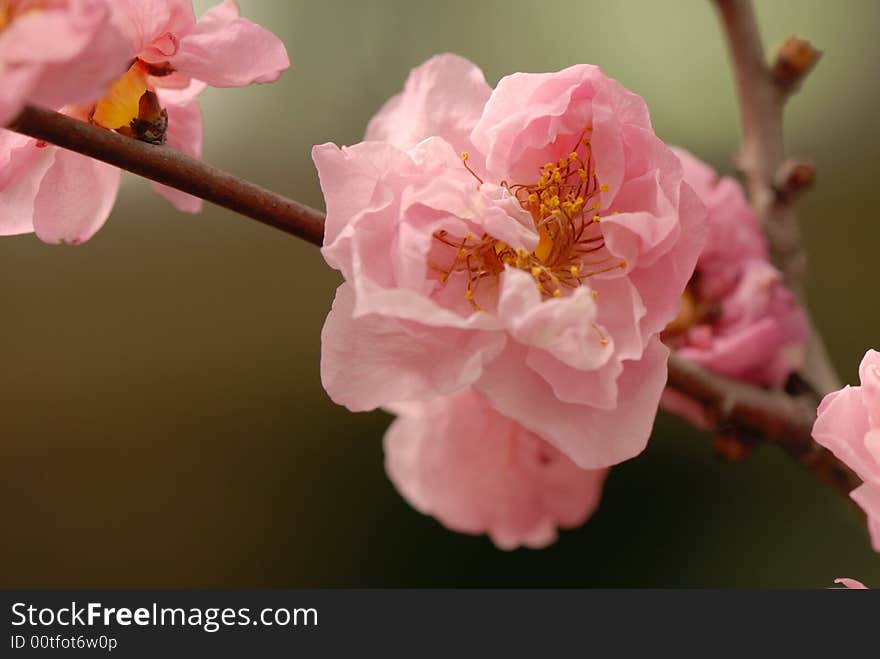 Plum Blossom