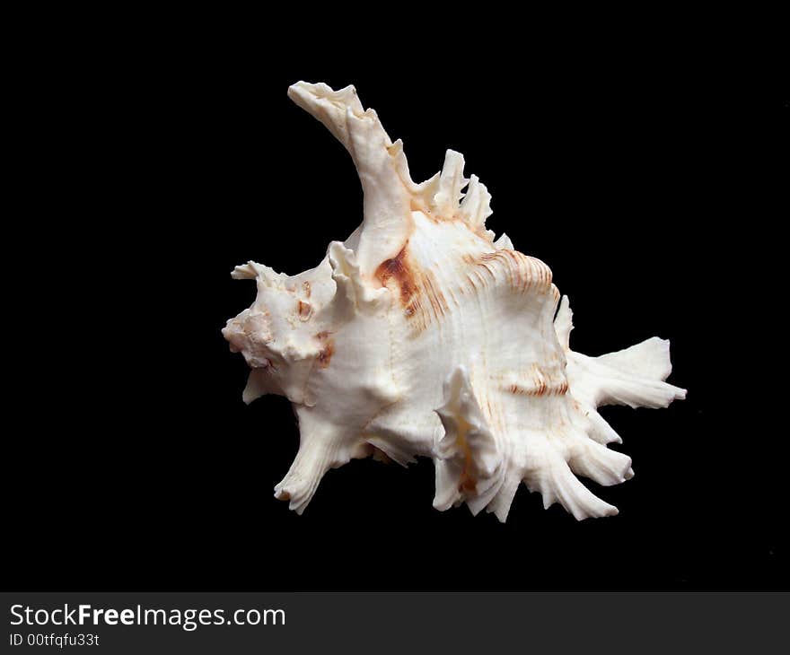 White sea shell isolated on black background