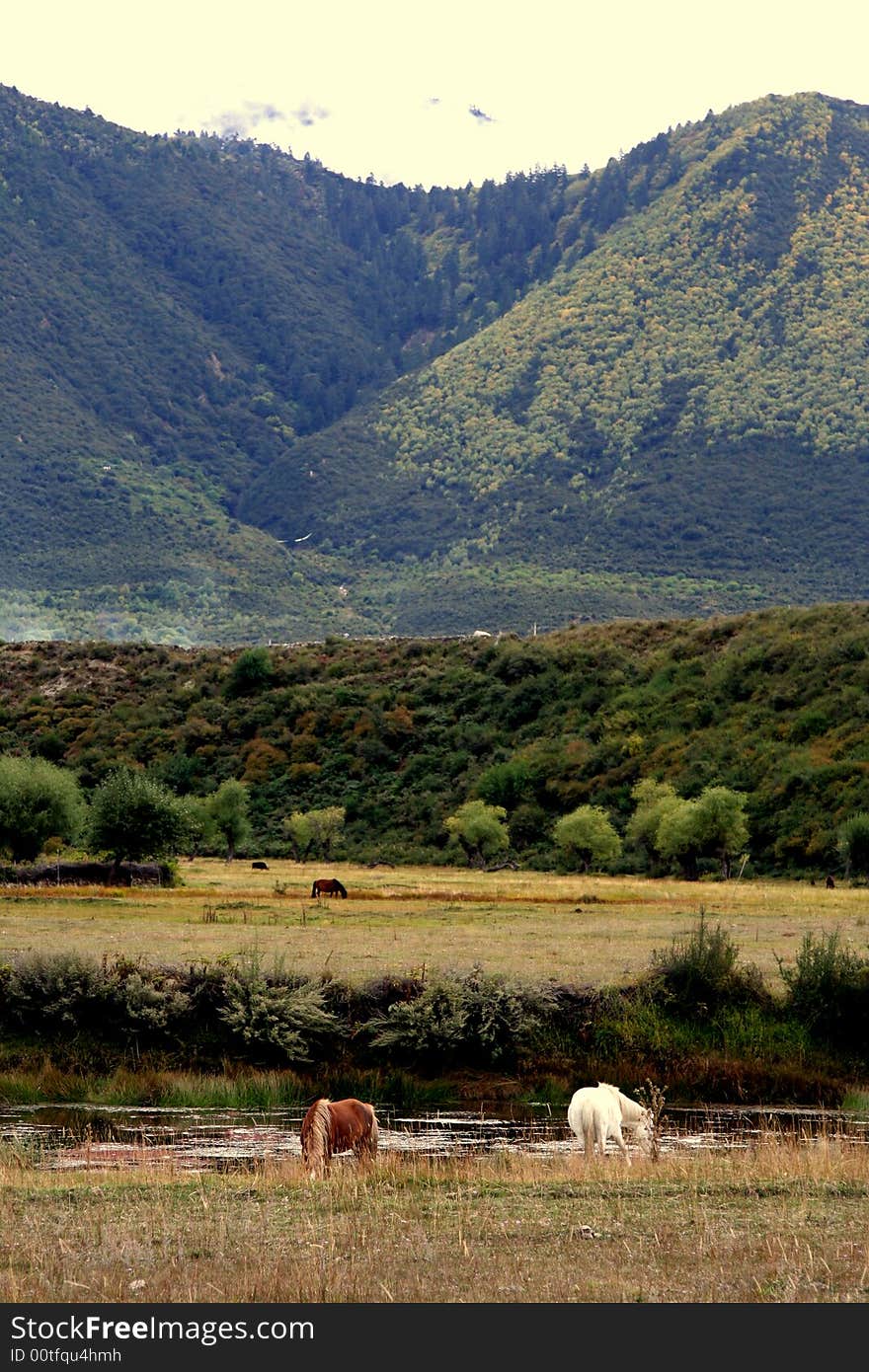 Two Horse In The Tibet Mountain Valley