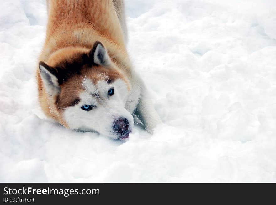 A siberian husky playing in the snow.