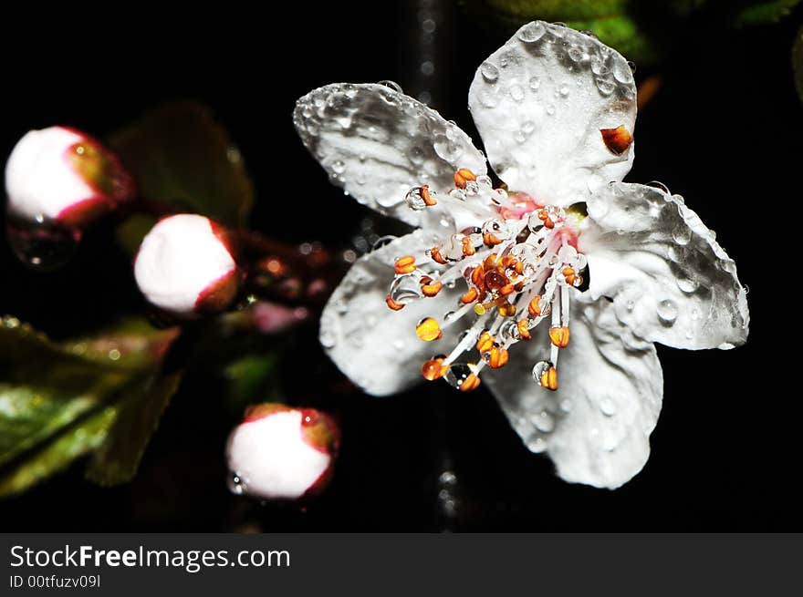 Pear flower in morning rain