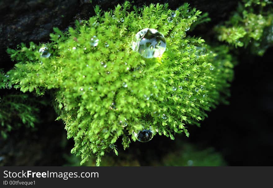 Bead on the lichen.