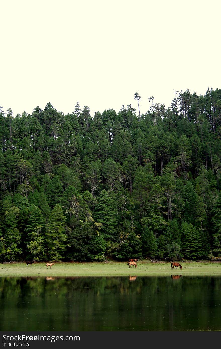 Horses between forest and the lake