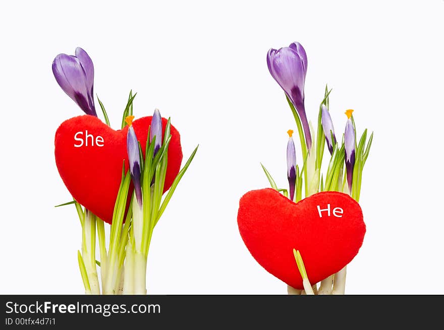 Valentine card - Isolated crocus over white background and red heart. Valentine card - Isolated crocus over white background and red heart