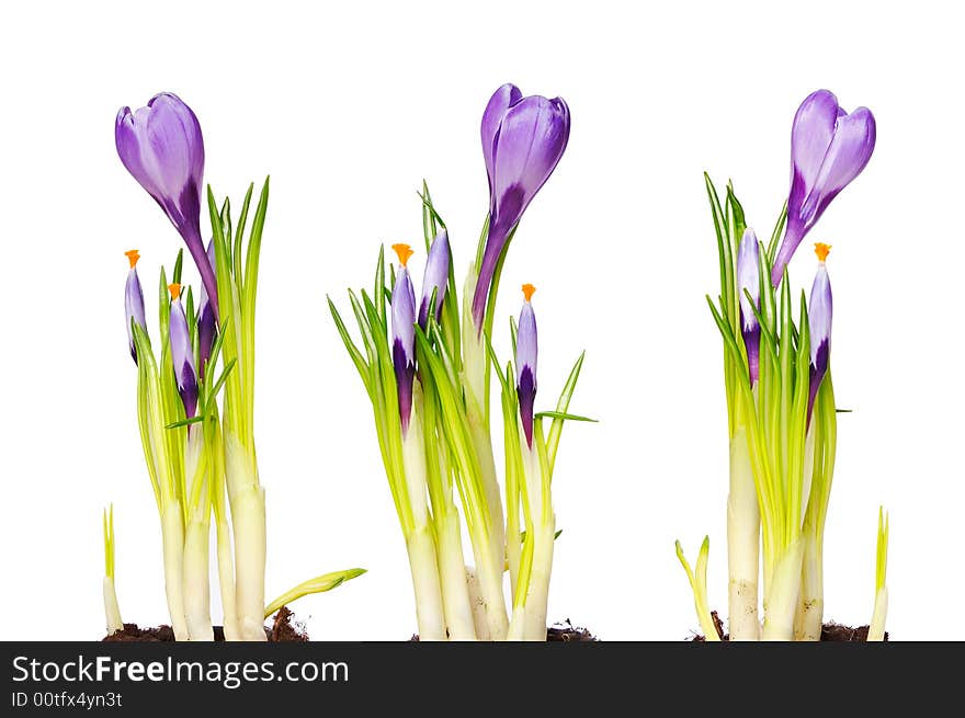 Isolated crocus over white background