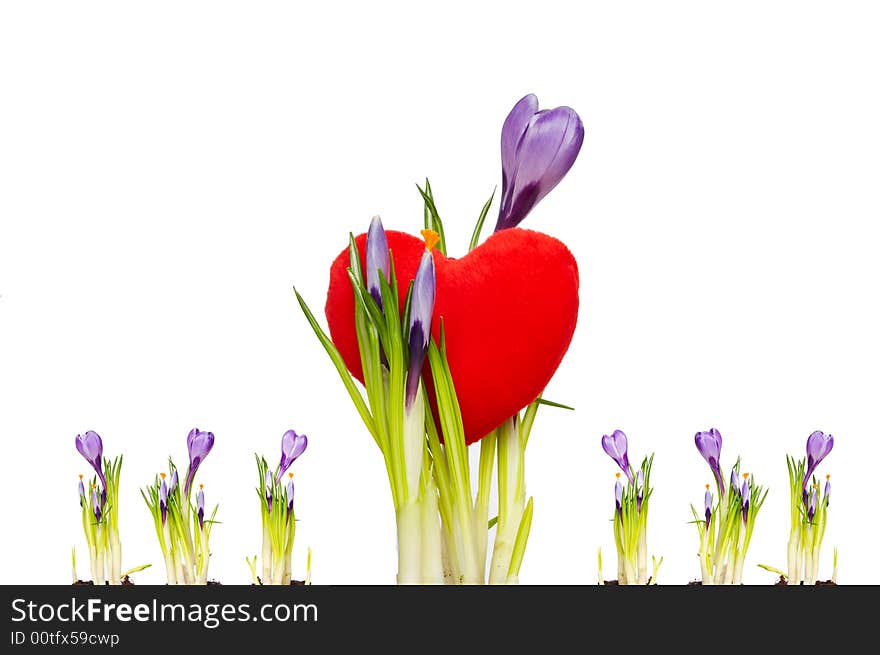 Valentine card - Isolated crocus over white background and red heart. Valentine card - Isolated crocus over white background and red heart