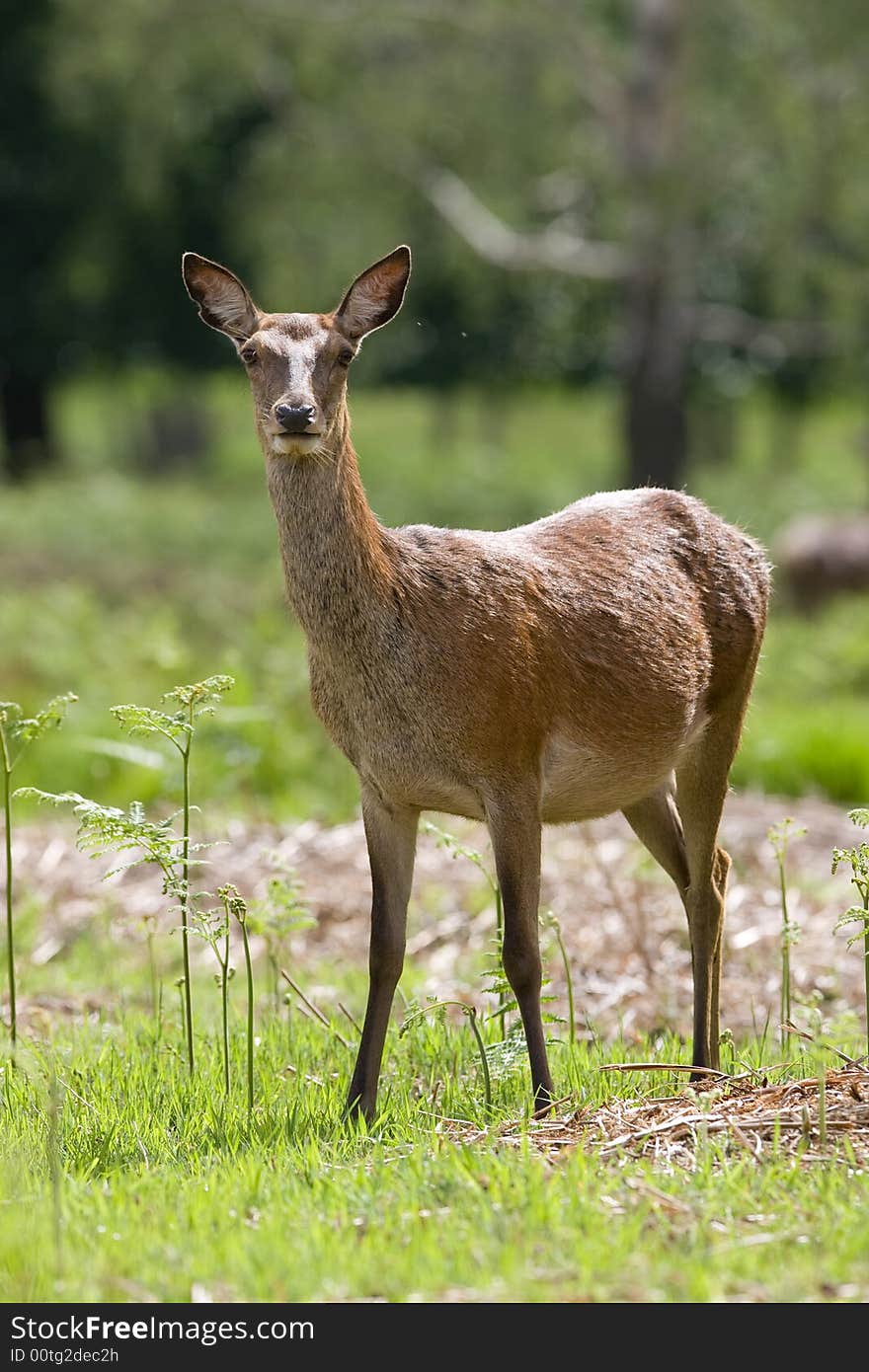 Red deer early morning light