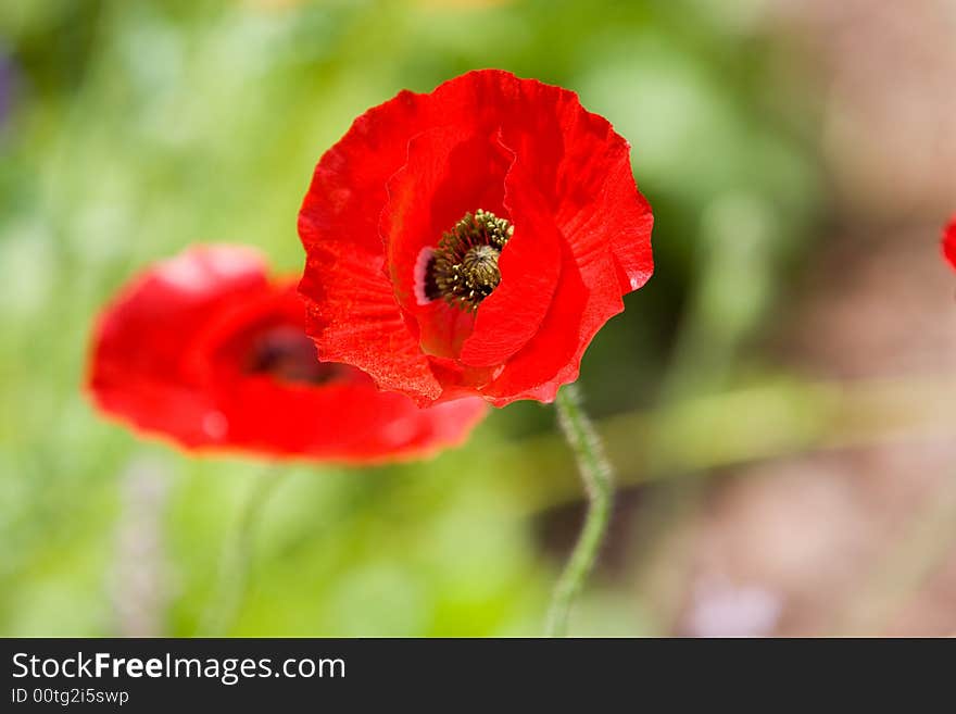 Vivid red poppy in meadow. Vivid red poppy in meadow