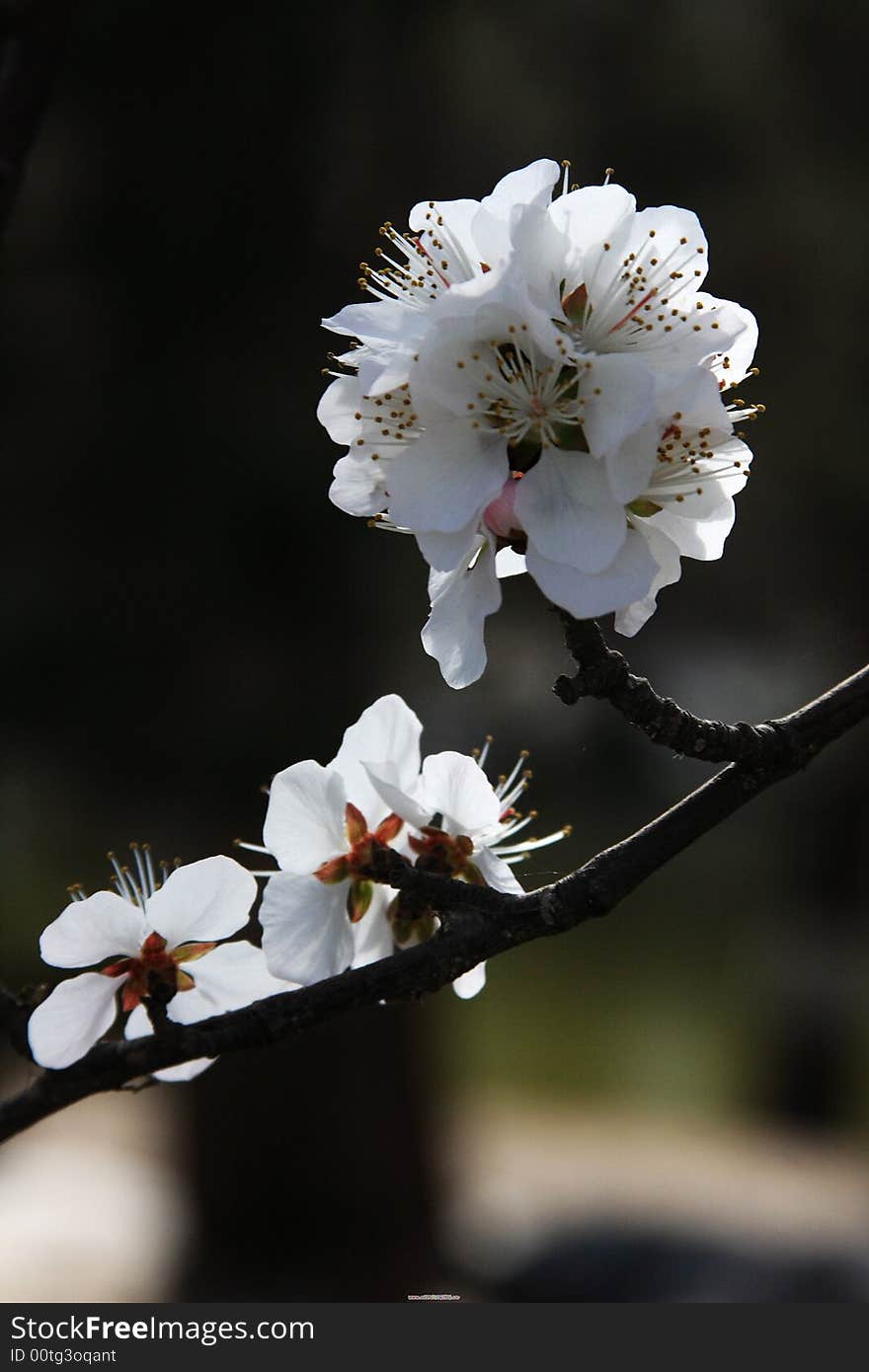 Peach blossom at No-worry-Lake(Moshou Lake) at Nanjing,Jiangsu provice of China. Peach blossom at No-worry-Lake(Moshou Lake) at Nanjing,Jiangsu provice of China