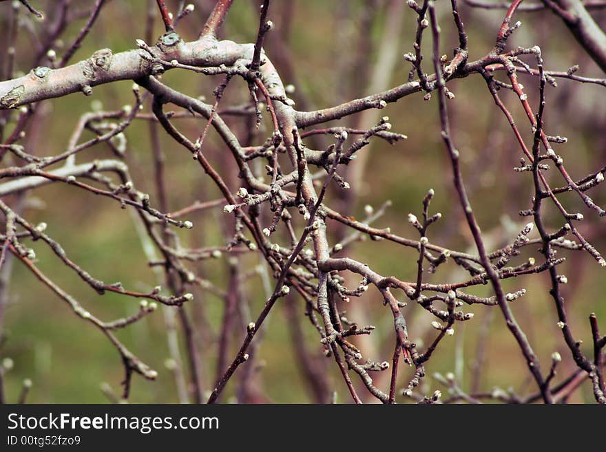 Apple Tree Branches