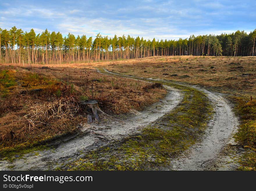 Road in forest