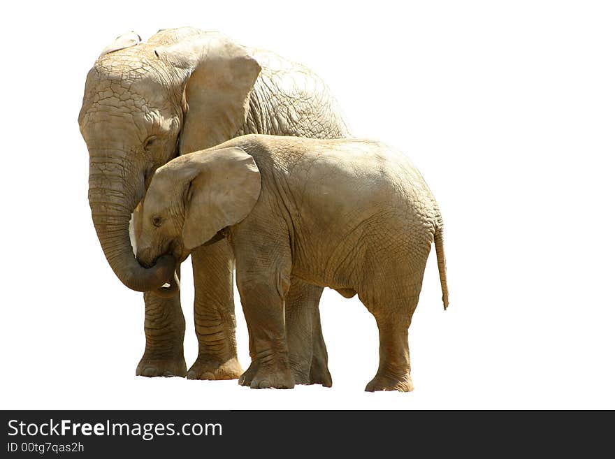 African elephants