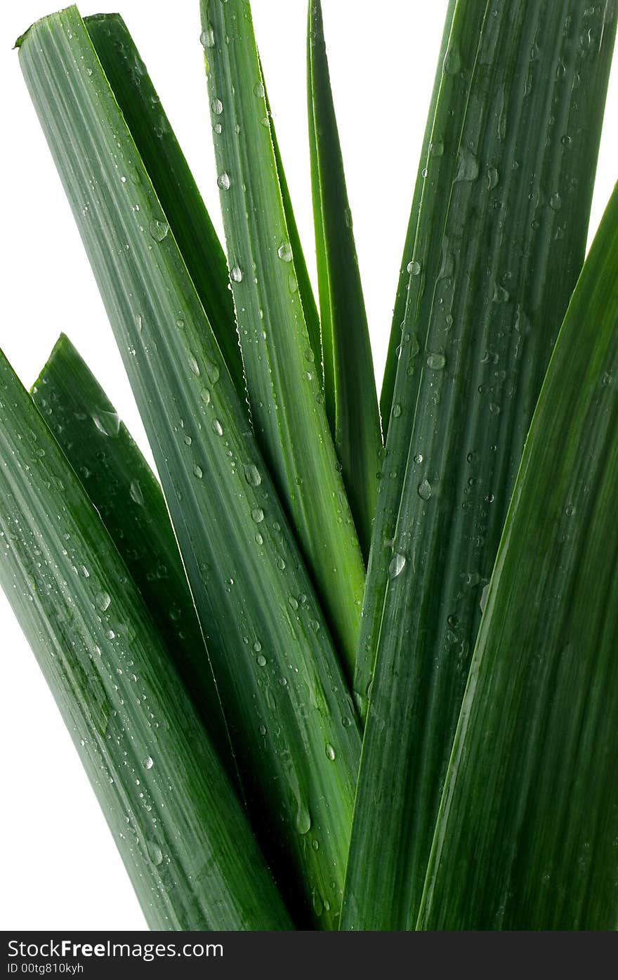 Leek with water drops isolated on a white background. Leek with water drops isolated on a white background