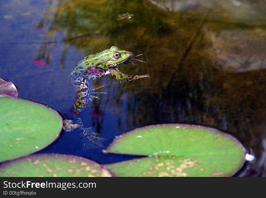 Frog in the garden pond.