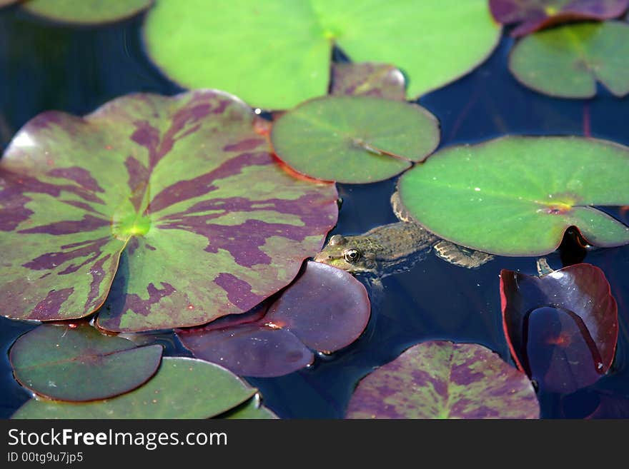 Frog in the garden pond.