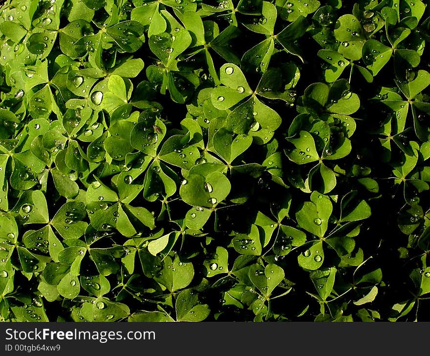 Raindrops on leaves afrer rain.