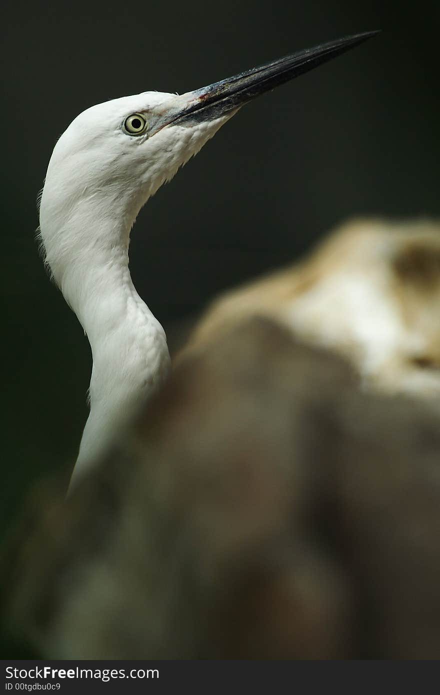 A egret portrait in zoo