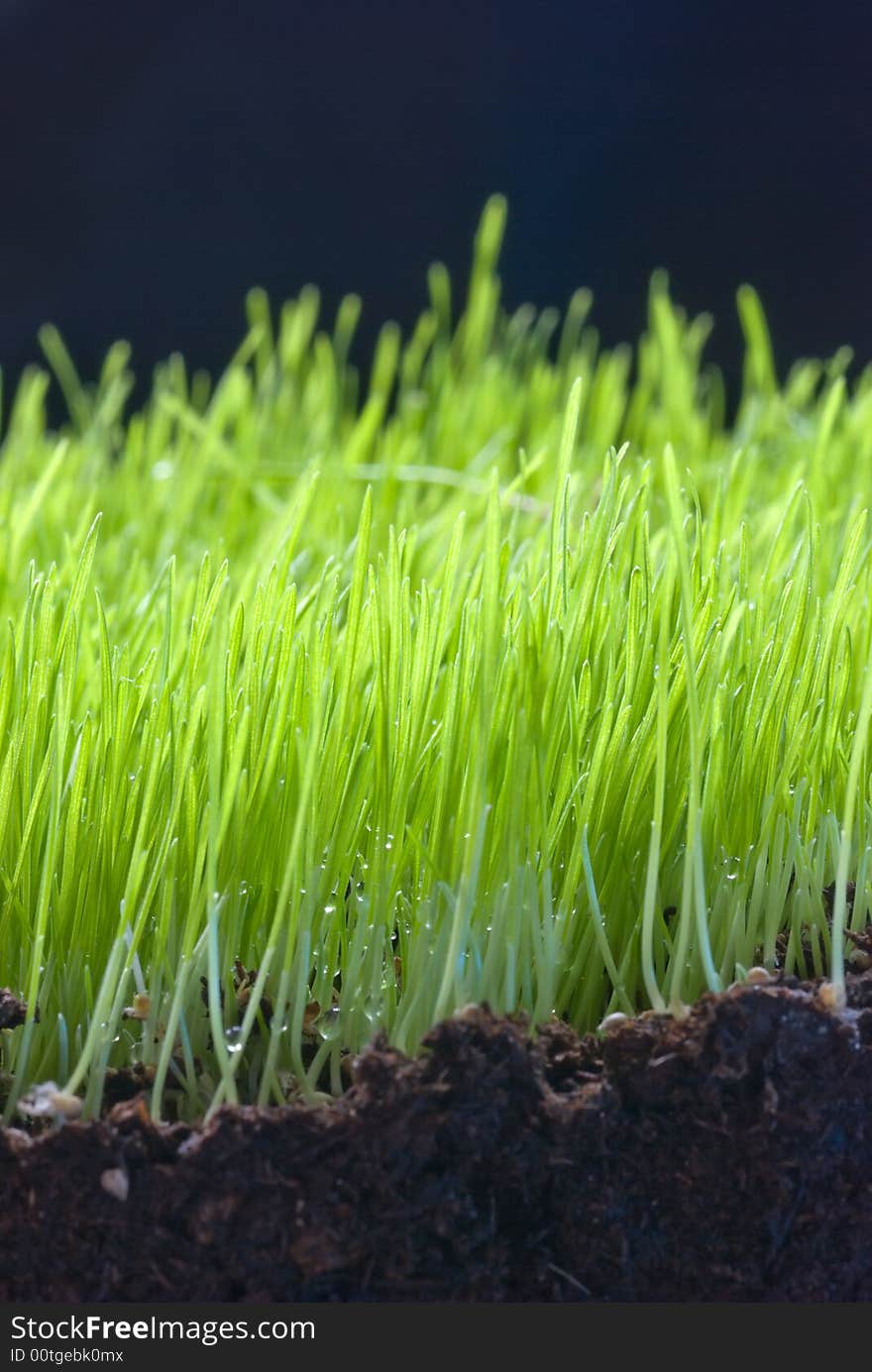 Dew on a grass, freshness of the ground