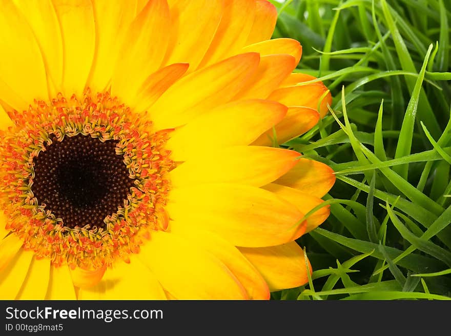 Colorful Gerbera with grass decoration