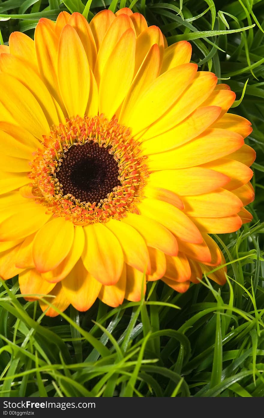 Colorful Gerbera on grass decoration