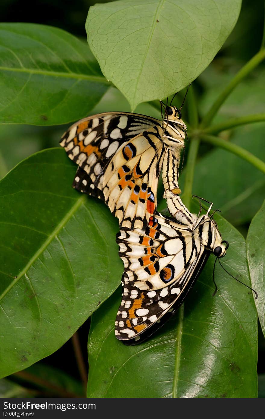 A couple of butterfly,indoors