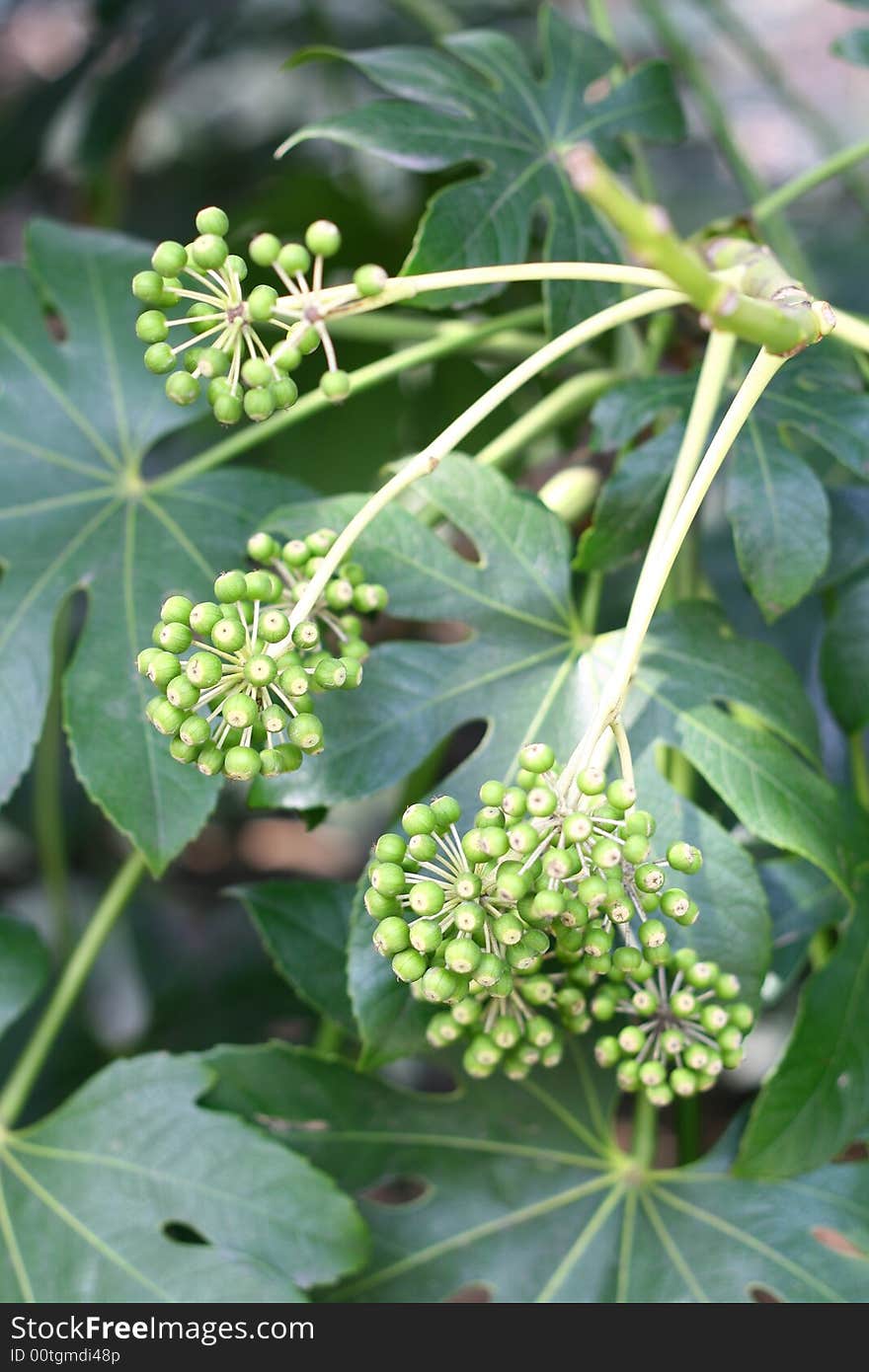 Leaves and fruits