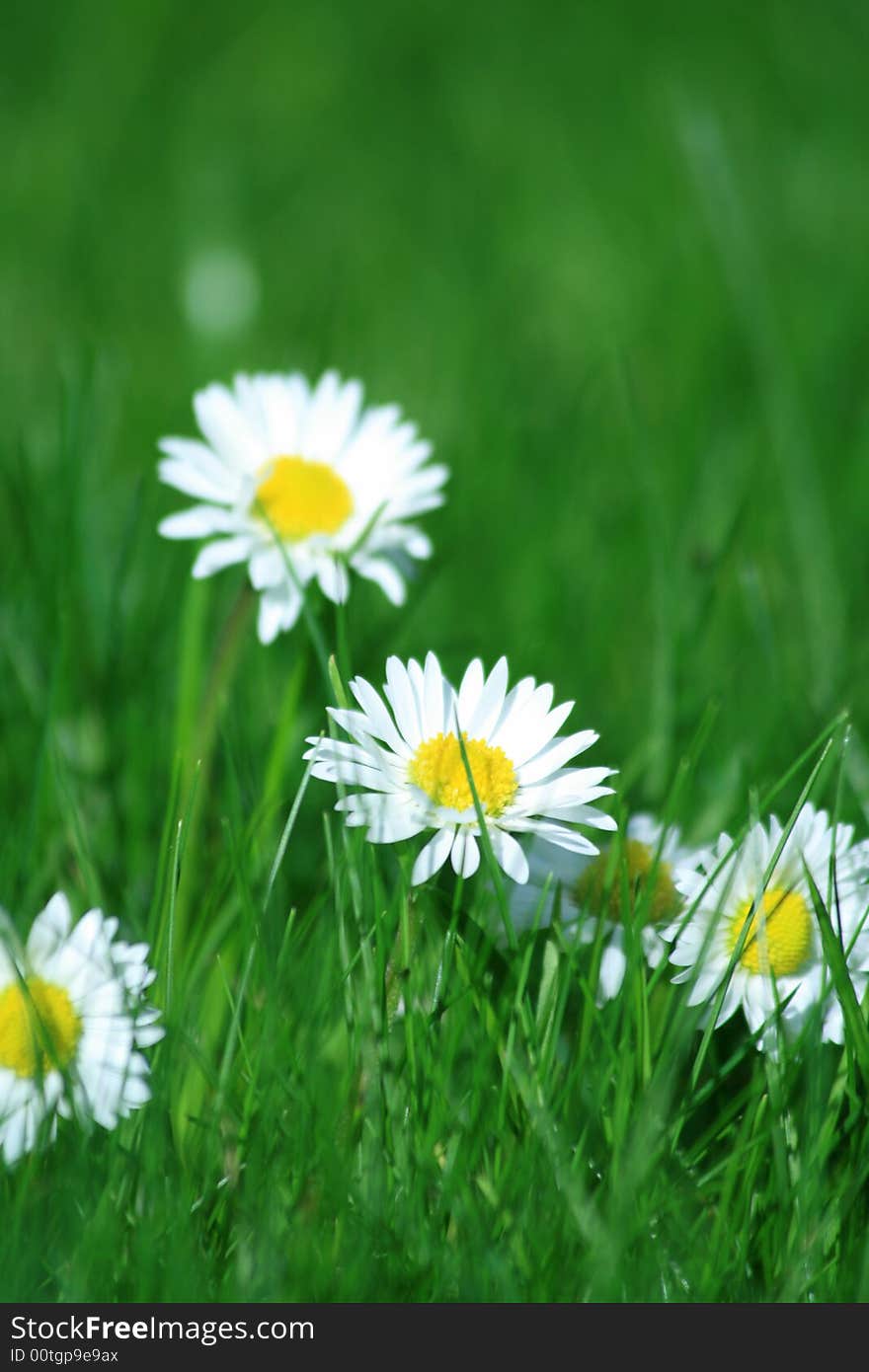 Daisies on a green meadow on a sunny spring day. Daisies on a green meadow on a sunny spring day