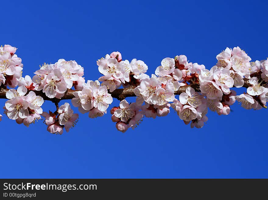 Cherry branch in blossom on a sunny spring day, with perfect blue sky behind. Cherry branch in blossom on a sunny spring day, with perfect blue sky behind