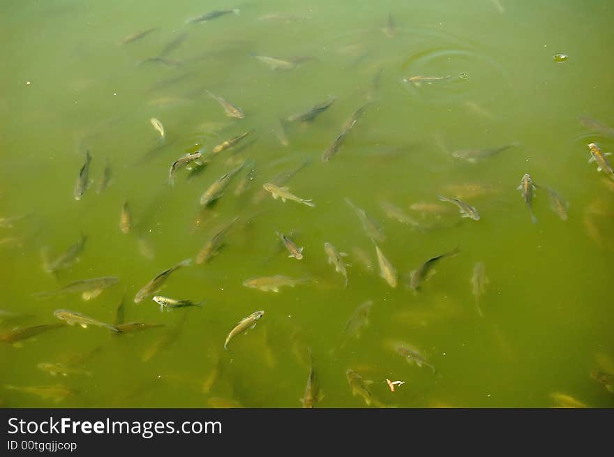 the clear water fish in the lake