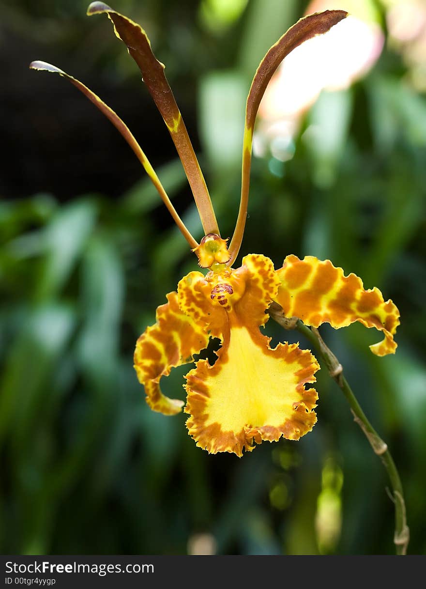 A psychopsis hybrid, namely a cross between the Psychopsis papilio and Psychopsus Kahanii. A psychopsis hybrid, namely a cross between the Psychopsis papilio and Psychopsus Kahanii.