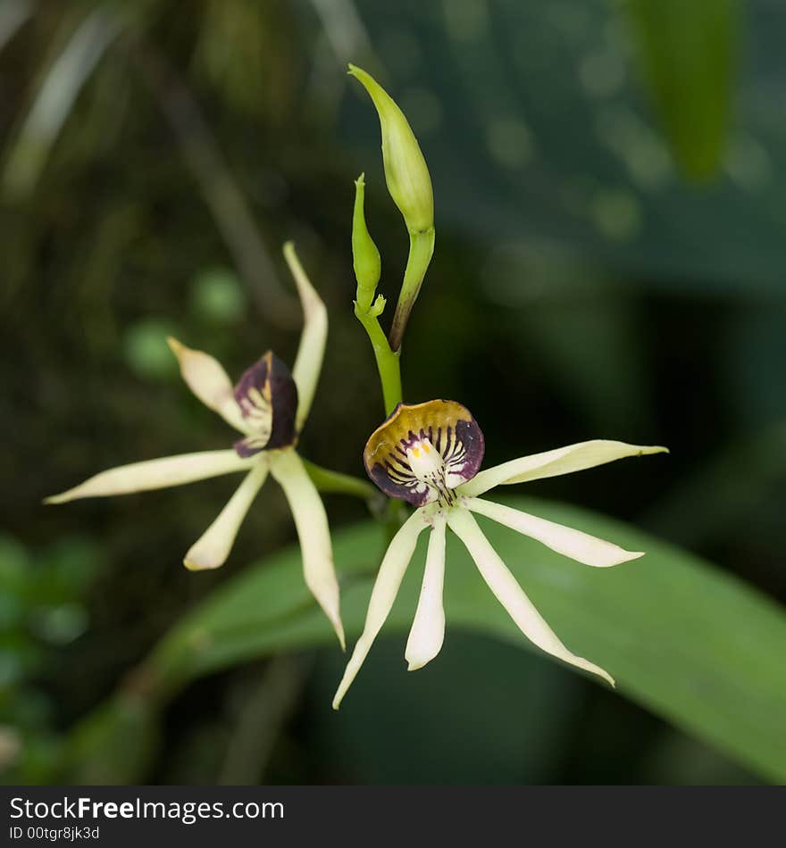 Encyclia Green Hornet