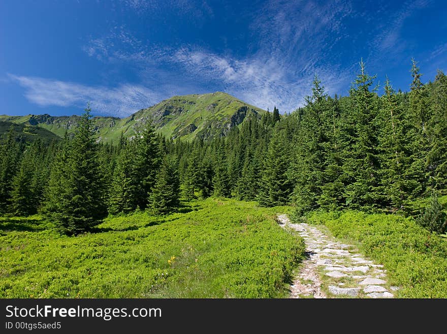 Nice landscape wih stone road and fir wood. Nice landscape wih stone road and fir wood