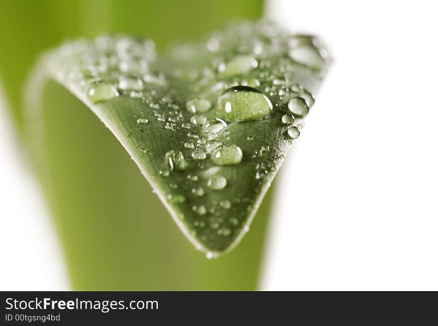 Macro surface of wet leaf with dew drop isolated on white