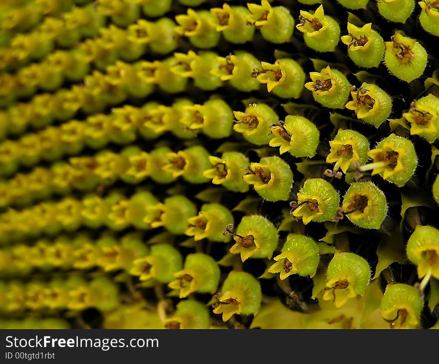 Sunflower Seeds