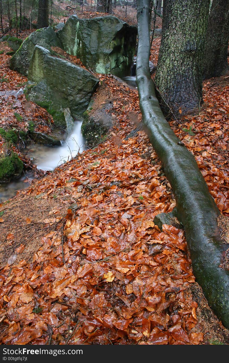 Tree stem and a creek in the forest