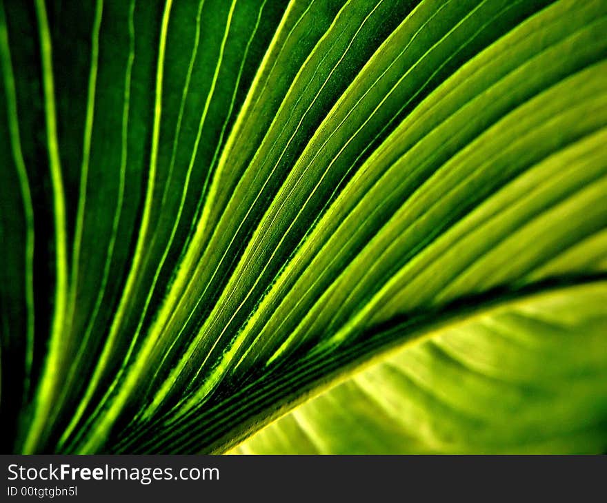 Veins of a green leaf.