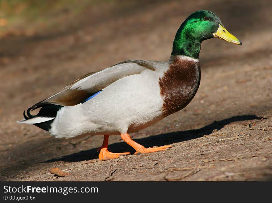 Fancy duck male walking near the river